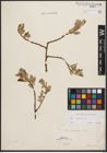 Foto von Salix caprea L.